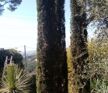 paysage_mediterraneen_de_jardin_de_cypres_et_yuccas_et_oliviers_tailles_par_un_jardinier
