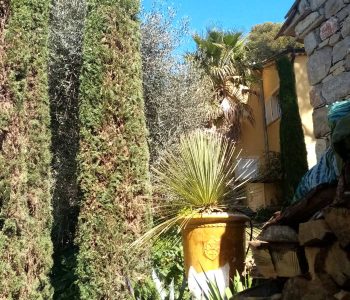 ensemble_vegetal_comprenant_deux_cypres_a_gauche_une_jarre_en_ceramique_provencale_jaune_et_yucca_rostrata_devant_a_droite_un_mur_en_pierre_de_taille_sous_un_ciel_bleu_azureen