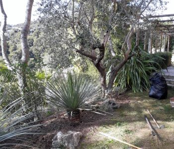 ensemble_de_vegetation_mediterraneenne_comprenant_un_olivier_taille_un_yucca_rostrata_un_pin_des_petits_rochers_du_gazon_tondu_et_les_outils_du_jardinier_rateau_secateur