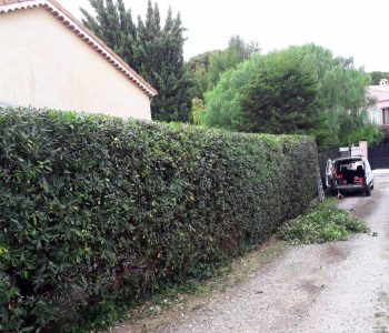 haie_arbustres_taillee_par_un_jardinier_dont_on_voit_la_camionette_au_loin