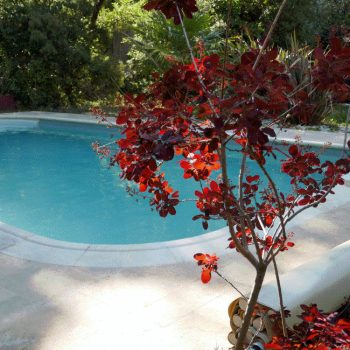 arbuste_au_feuillage_rouge_devant_piscine_entouree_de_carrelages_et_de_vegetation